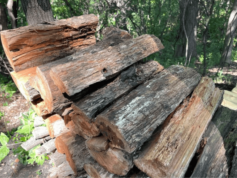 How To Soften Wood For Carving 10 Best Ways 2024