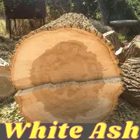 white ash