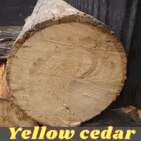 Yellow Cedar