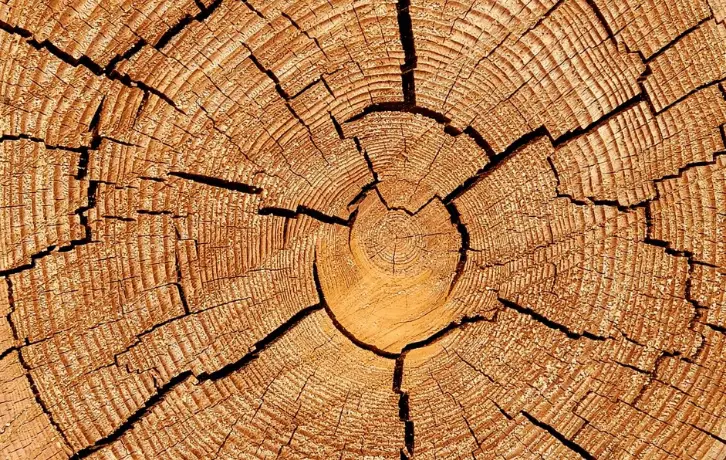 keep green wood from splitting