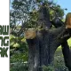 chainsaw carving oak wood