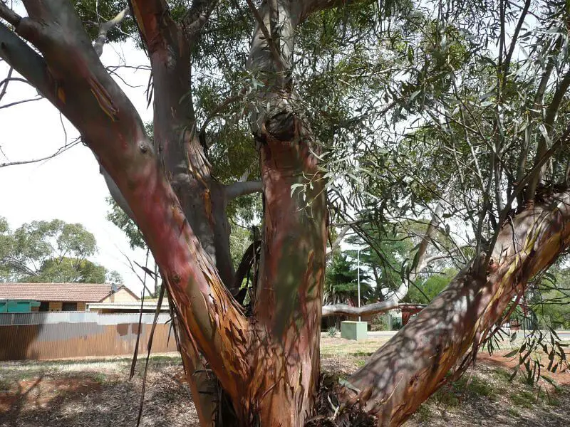 What is Eucalyptus