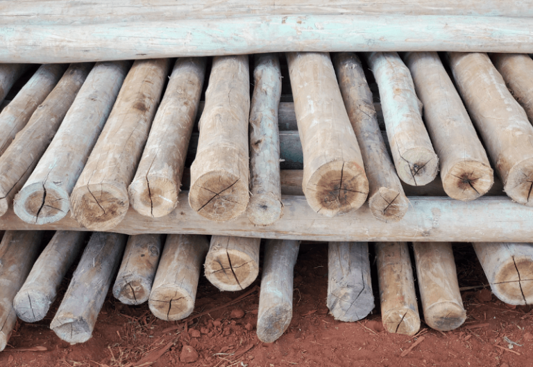 Do Termites Eat Pressure Treated Wood? 2024