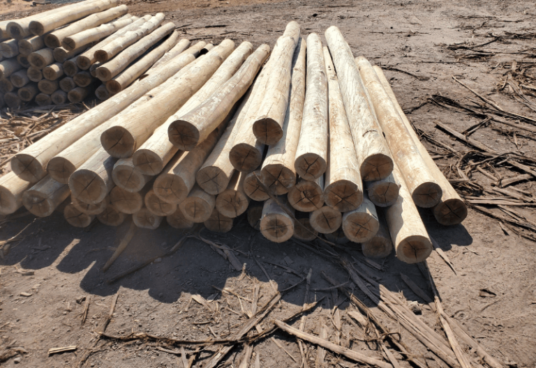 Do Termites Eat Pressure Treated Wood? 2024