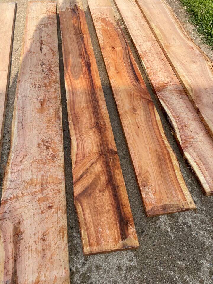 Bald Cypress Wood Overview 2024