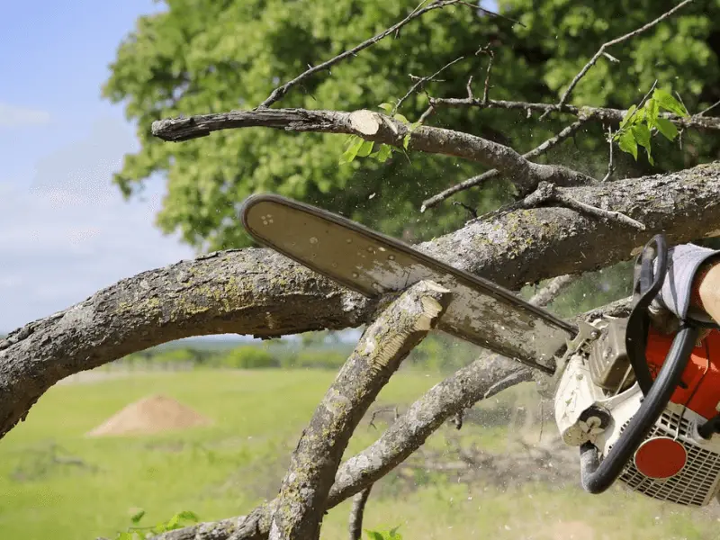 Best Chainsaw for oak trees