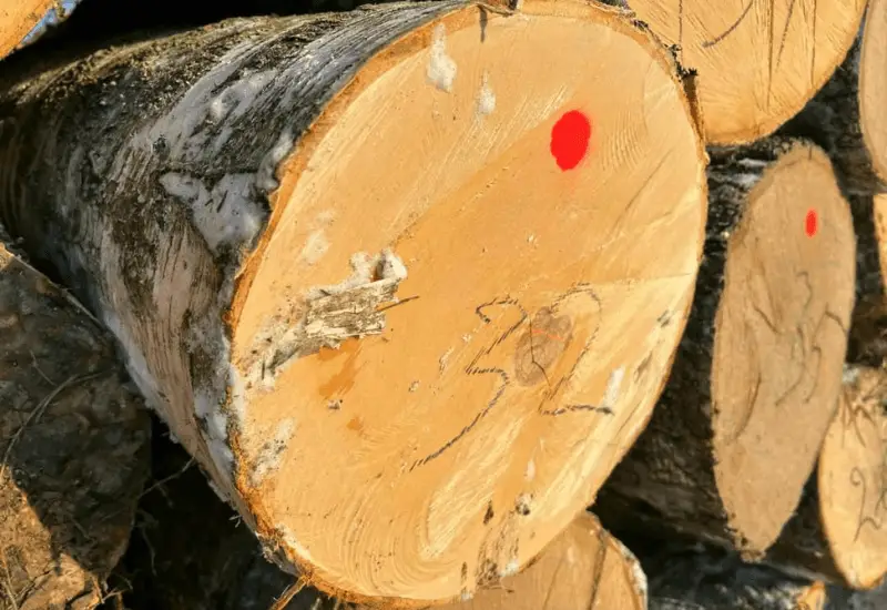 how to treat pine logs for outdoor use