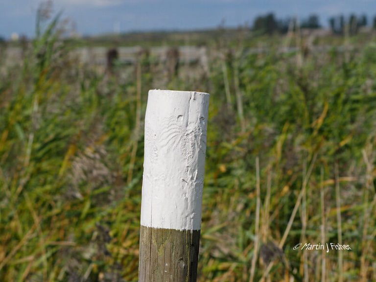 How to Treat Pine Logs for Outdoor Use 2024