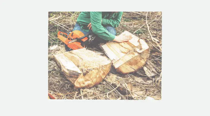 Selecting and Harvesting Wood