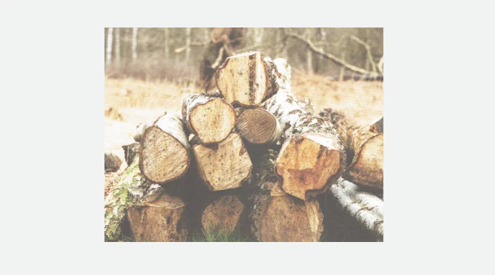 Proper Storage of Wood Blanks for Future Carving