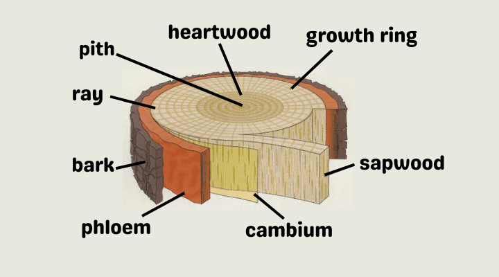 Anatomy of a Tree